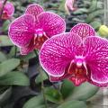 蝴蝶兰(法国斑)