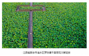 江西罗坊：莲花经济美了游客富了莲农口袋