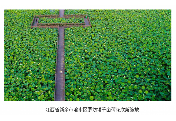 江西罗坊：莲花经济美了游客富了莲农口袋