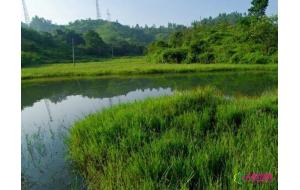 《福建省湿地保护修复制度实施方案》下发