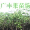 龙眼树