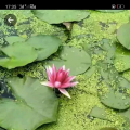 睡莲