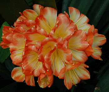 沈阳曙光君子兰