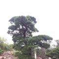 日本黑松