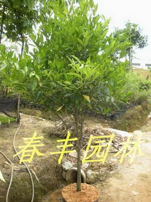 新优树种——和顺木（竹节树）