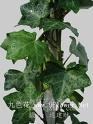 常春藤（盆径16cm）