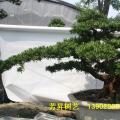 台湾罗汉松