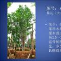 桂花