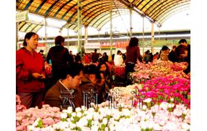 斗南花卉市场2007年12月17日报价