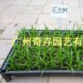 龙血树