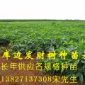 发财树