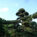 日本罗汉松