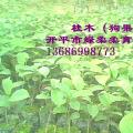 桂木