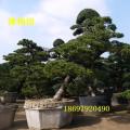 黑松