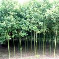 香樟
