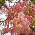 花旗木（袋苗）