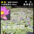 睡莲
