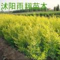 金叶女贞
