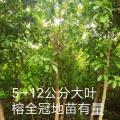 大叶榕