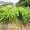 美丽异木棉