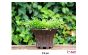 浙江慈溪：中草药盆栽走俏“端午”市场