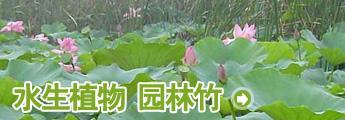 栏目介绍 -水生植物