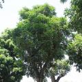龙眼树