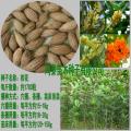桂花种子价格