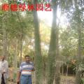 美丽异木棉