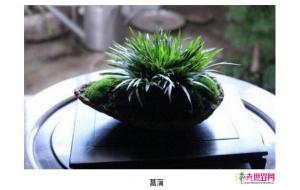 菖蒲能否受大众市场青睐 成为下一个“兰花” 菖蒲能否受大众市场青睐 成为下一个“兰花”