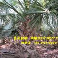 龙鳞榈