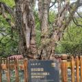 桂花