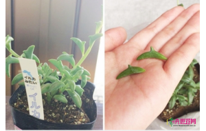 “海豚”多肉植物现世！