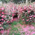 山茶花