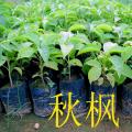 秋枫