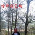 小叶榄仁