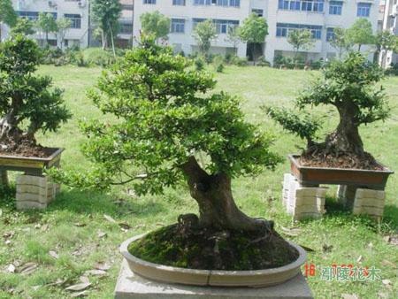 广东大规格苗和造型苗为以后市场走势