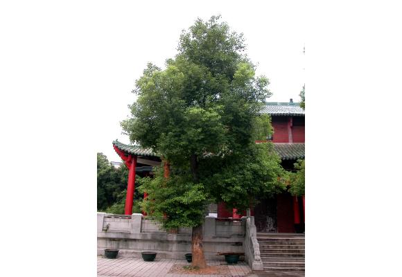 樟树