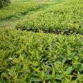 角茎野牡丹