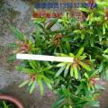 海岛罗汉松（太子妃）小叶子品种