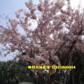 花旗木（盛花期）