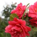 茶花
