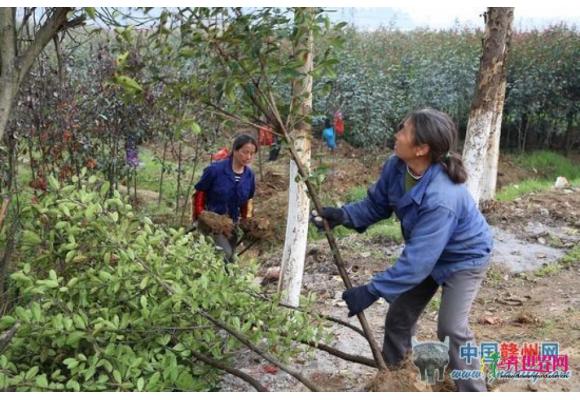 江西大余：依托资源优势 大面积建设绿化苗木产业基地