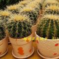 其他观叶植物