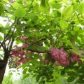 香花槐