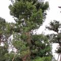 日本罗汉松
