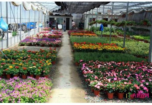 长春:春节近 花卉市场渐升温 长春:春节近 花卉市场渐升温