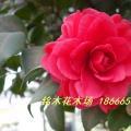 茶花