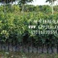 小叶榕