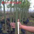 大腹木棉